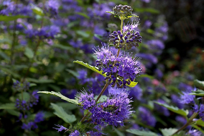 Caryopteris Clandonensis Heavenly Blue Blauwbaard caryopteris-clandonensis-heavenly-blue-blauwbaard