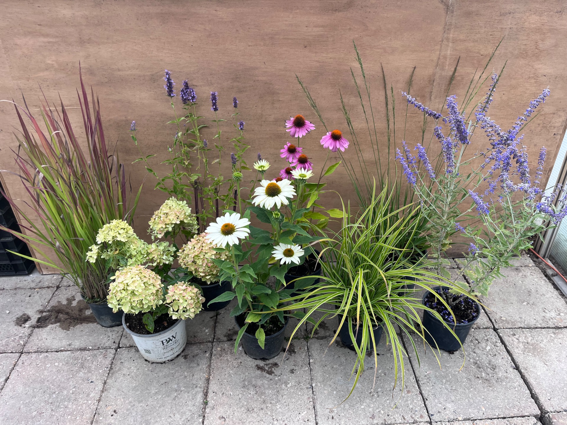 Vaste planten